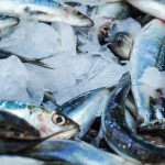 fresh fish
